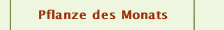Pflanze des Monats